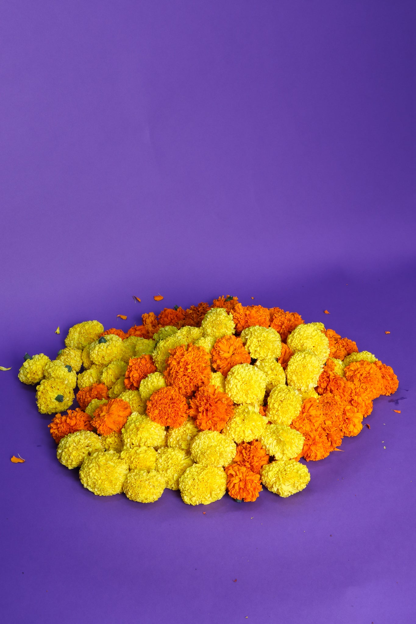 Marigold flowers