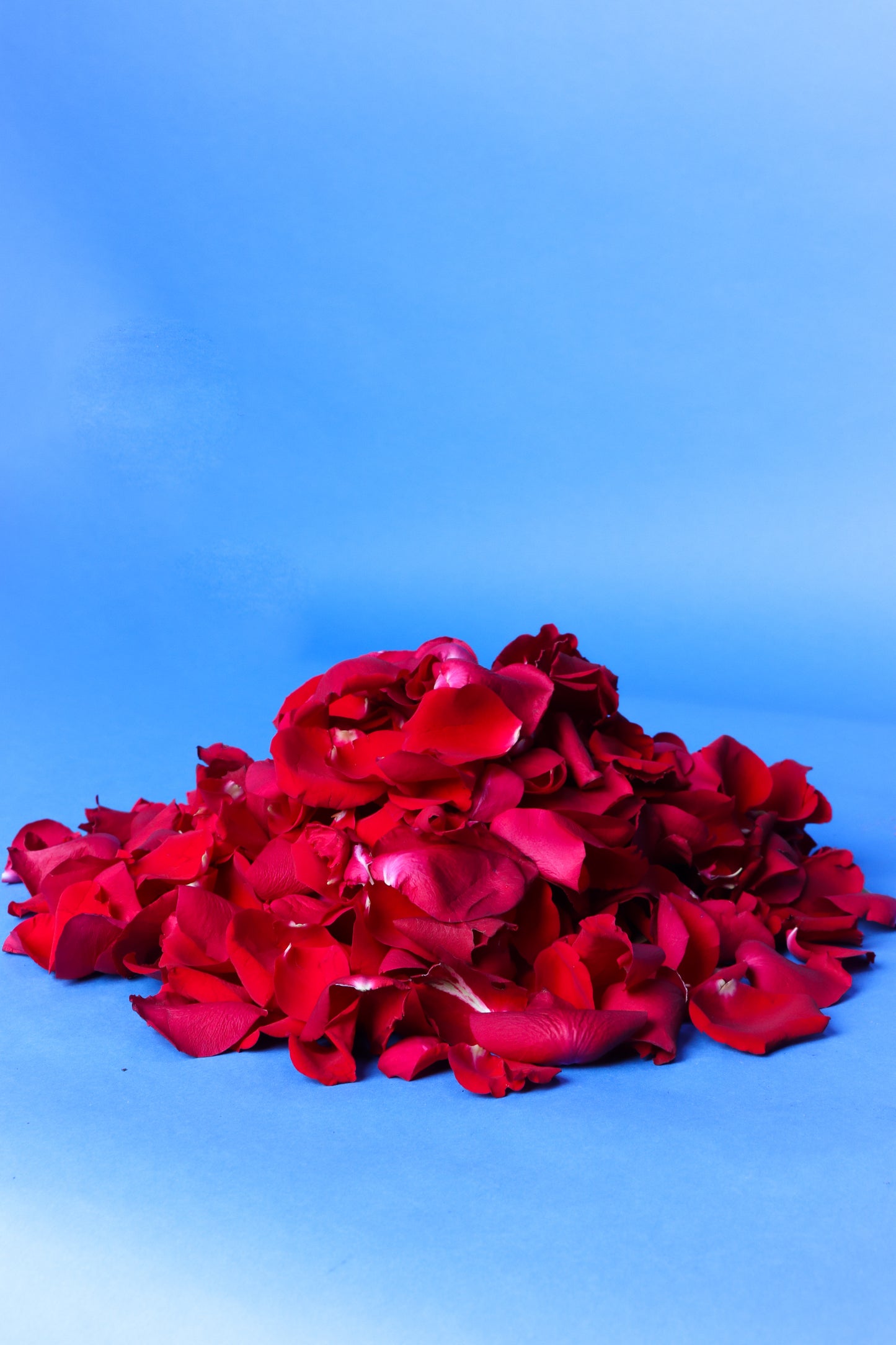 Rose petals